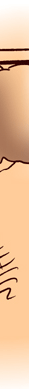 spot color illustration