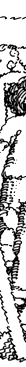 line illustration
