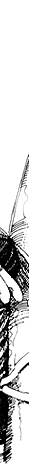 line illustration